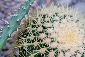 närbild av bollformad kaktus utomhus. trädgårdsdesign. foto
