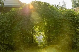 stängd metallgrind och virginia ranka parthenocissus quinquefolia täckta staket i sommarträdgården. foto