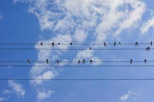 flock svalor sitter på elektriska bränder på blå himmel bakgrund foto