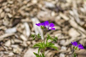 alpint trä trannäbb geranium sylvaticum vårblomma. foto