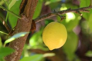 frukter av citrusträd i stadsparken. foto