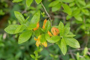 orange rhododendron. vintergrön buske foto