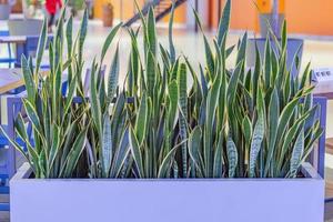 närbild av sansevieria foto