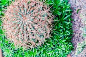 ovanifrån av rund bollformad kaktus i botaniska trädgården foto