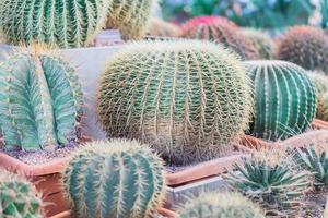 bollformade kaktusar i botaniska trädgården foto