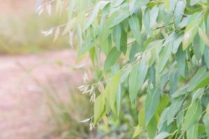 eukalyptusblad. gren eukalyptus träd natur bakgrund foto