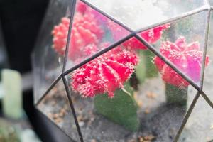 mini suckulent trädgård i glas terrarium, närbild foto