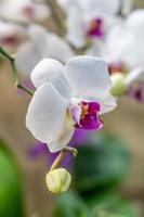 vit och lila phalaenopsis orkidé blomma på gren foto