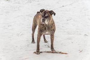 gammal tysk boxare står nära sin pinne på vit snö foto