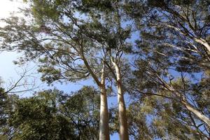 höga träd i en skog i norra Israel foto