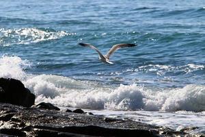 kusten av Medelhavet i norra delen av staten Israel. foto