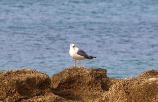 kusten av Medelhavet i norra delen av staten Israel. foto