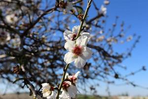 mandelblommor i en stadsträdgård i Israel. foto