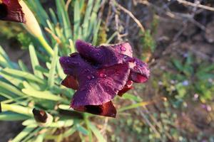 sommarblommor i en stadspark i Israel. foto