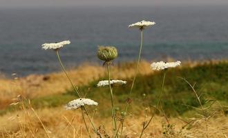 sommarblommor i en stadspark i norra israel. foto