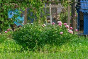 blommande rosa pioner i trädgården foto