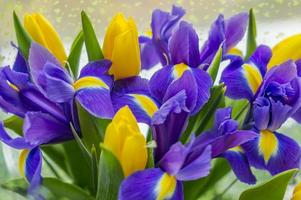 bukett av violetta irisblommor och gula tulpaner foto