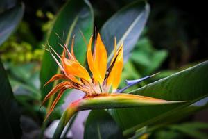 blommande paradisfågel blomma strelitzia reginae foto