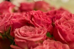 gäng rosa rosor bakgrund, mjukt fokus foto