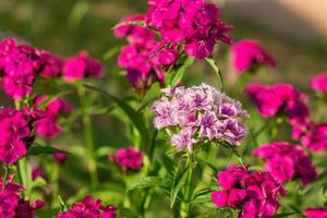 närbild av kinesisk nejlika blomma på naturlig bakgrund foto