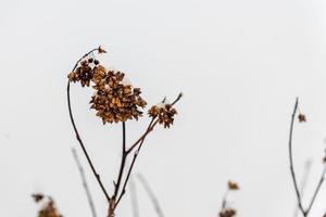 torkad physocarpus på vintern. buske i snön foto