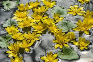 små gula blommor med gröna blad på vattenytan foto