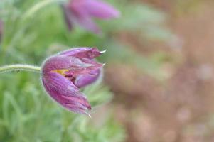 pulsatilla patens. mjukt fokus. foto