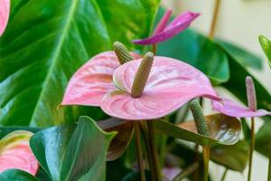 närbild av blommande anthurium blomma foto