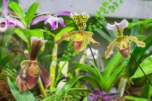 blommande orkidé paphiopedilum i botaniska trädgården foto