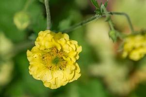 vacker gul blomma på grön bakgrund, närbild foto