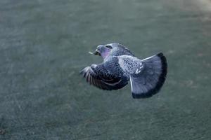 flygande grå duva foto