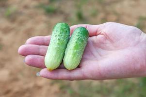 två färska gurkor i kvinnans hand. nyskördad gröda foto