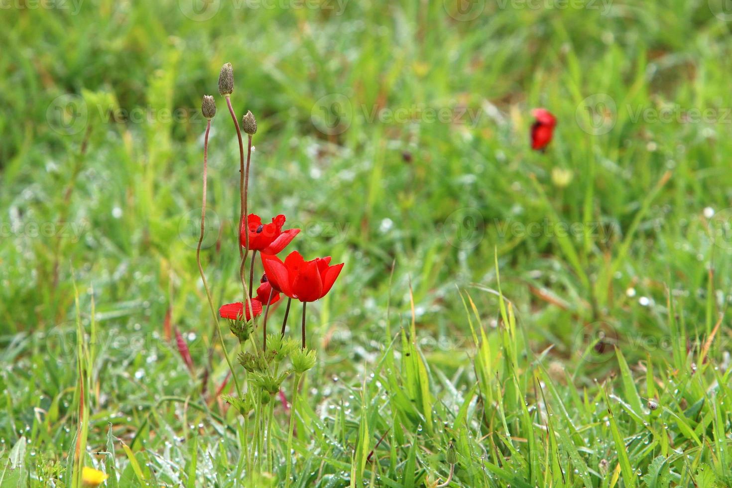 zomerbloemen in een stadspark in israël. foto