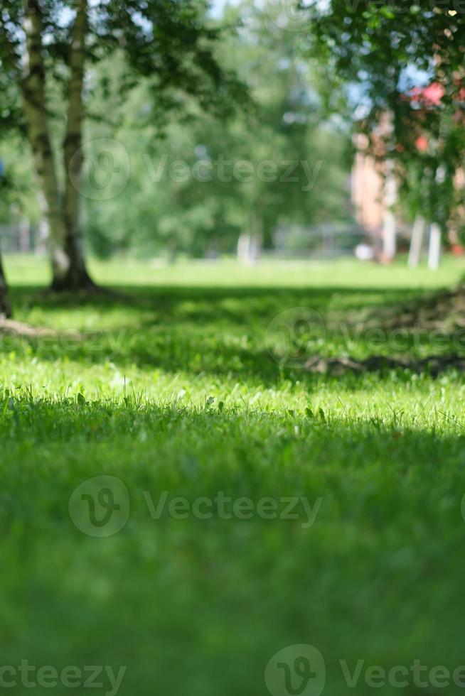 close-up groen grasveld met park achtergrond wazig. ondiepe DOF, verticaal. zonnige landelijke tuin. foto