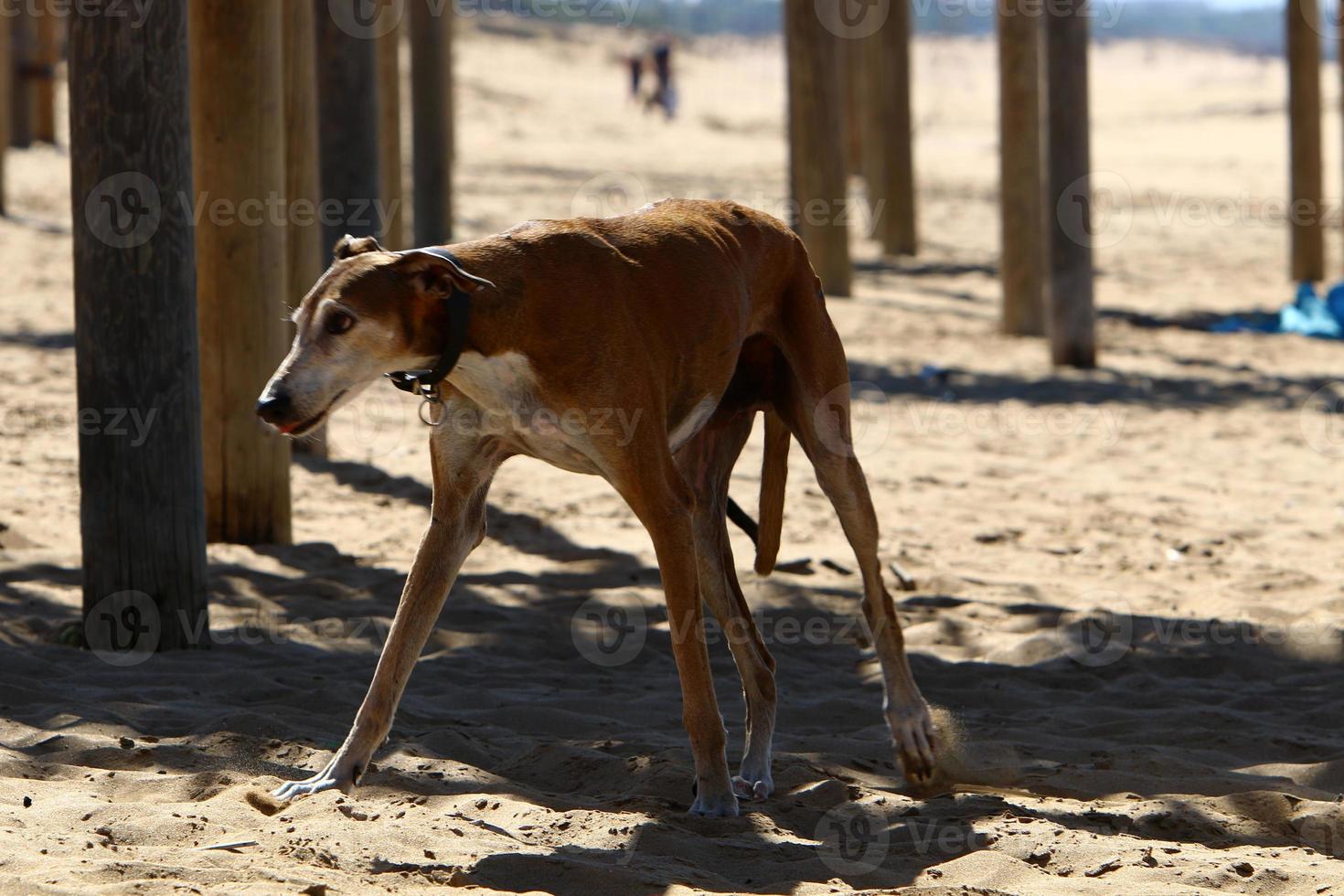 hond voor een wandeling in een stadspark aan de kust foto