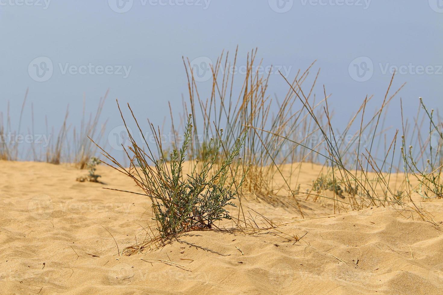 zandduin aan de oevers van de middellandse zee in het noorden van israël. foto