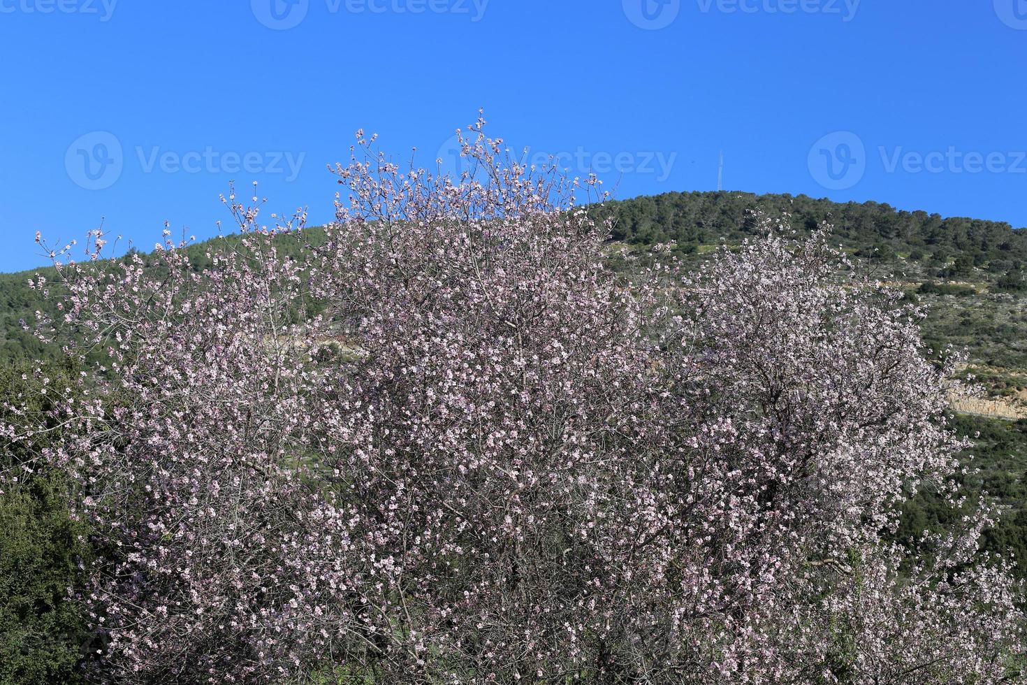 amandelbloesems in een stadstuin in israël. foto