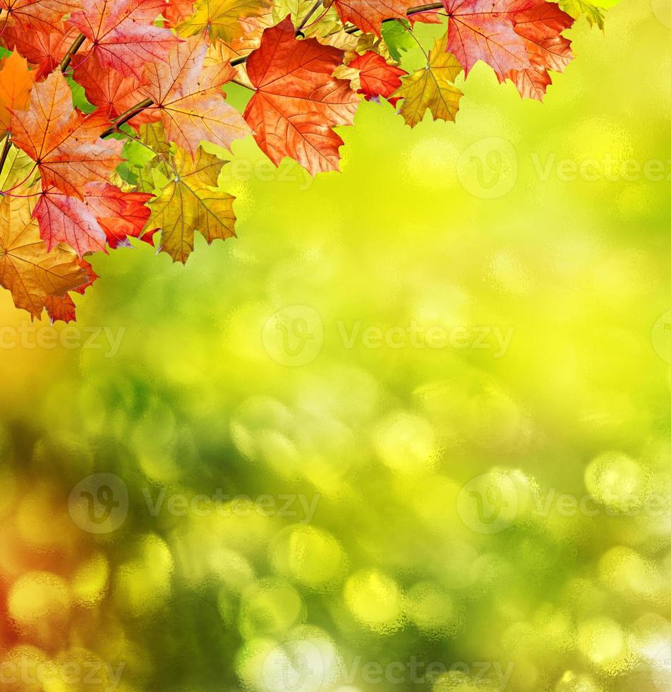 herfst landschap. mooie bladeren. kleurrijke bomen foto