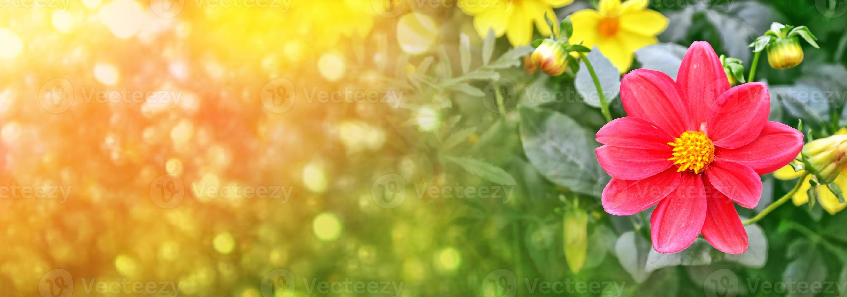 kleurrijke bloemen dahlia op de achtergrond van het zomerlandschap foto