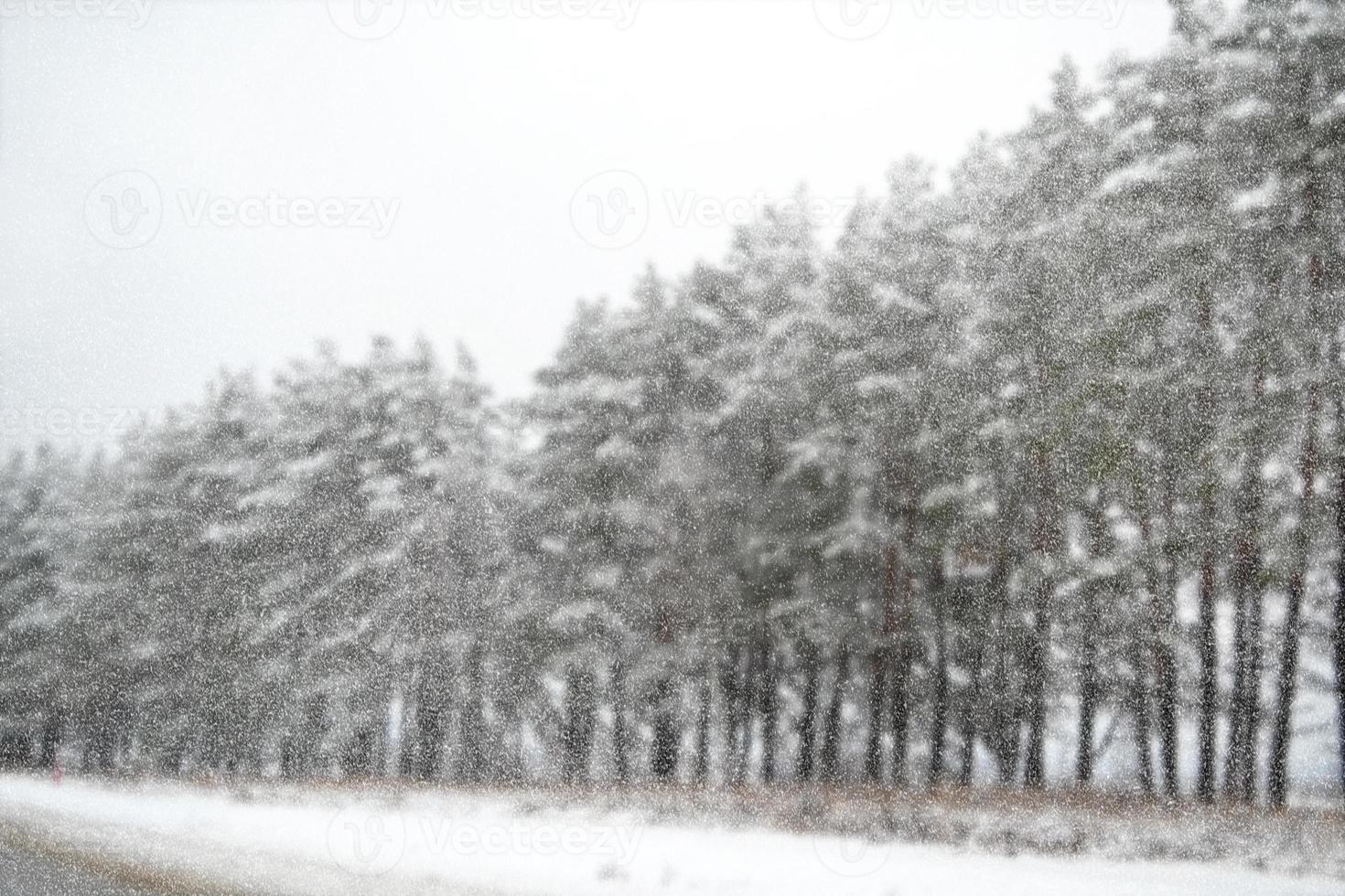 bos in de vorst. winters landschap. besneeuwde bomen. onscherp foto