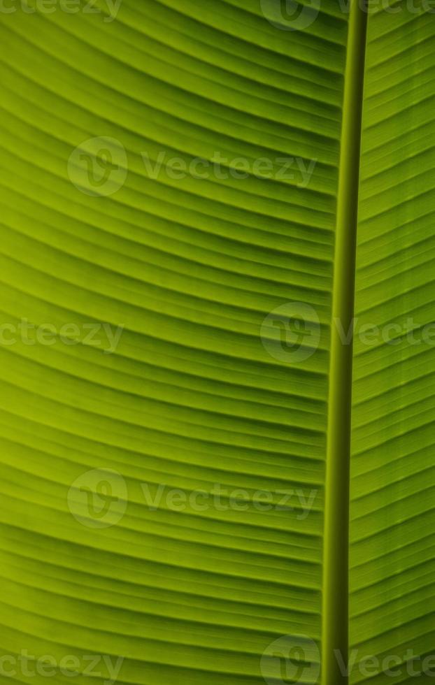 prachtig groen blad foto