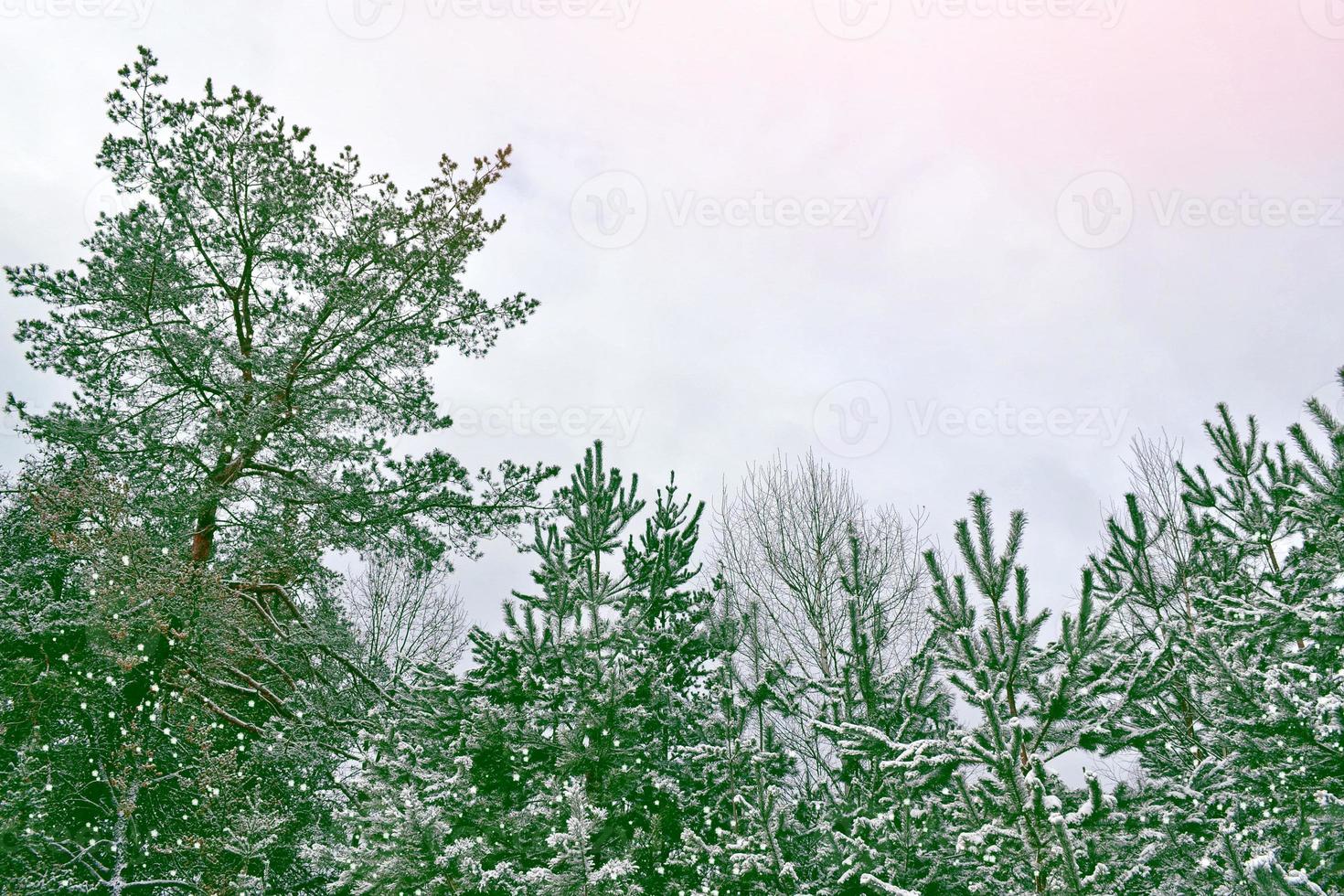 bevroren winterbos met besneeuwde bomen. foto