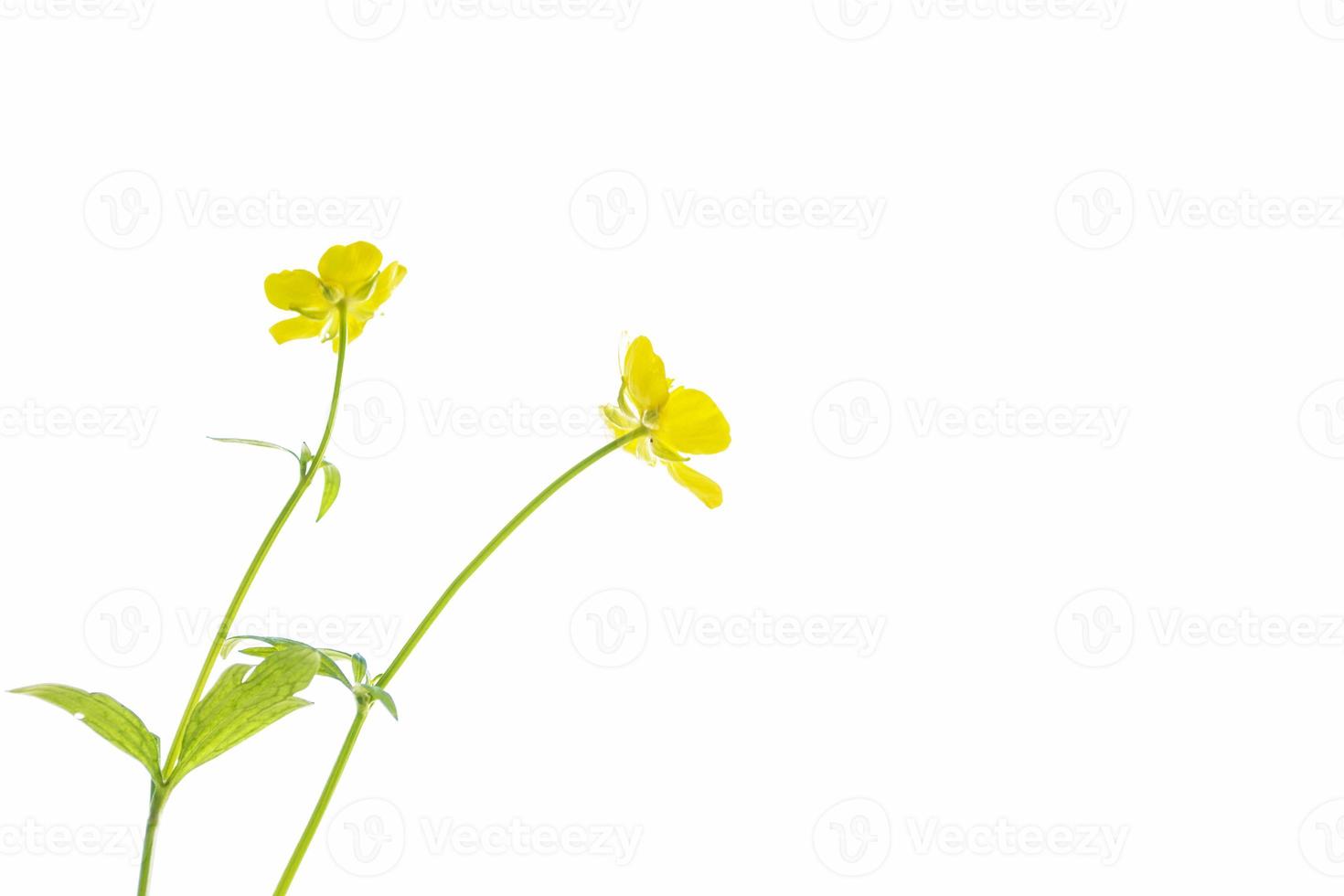 gele wilde bloemen boterbloem geïsoleerd op een witte achtergrond. foto