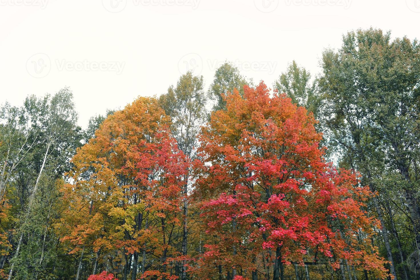 herfstlandschap met helder kleurrijk gebladerte. nazomer. foto