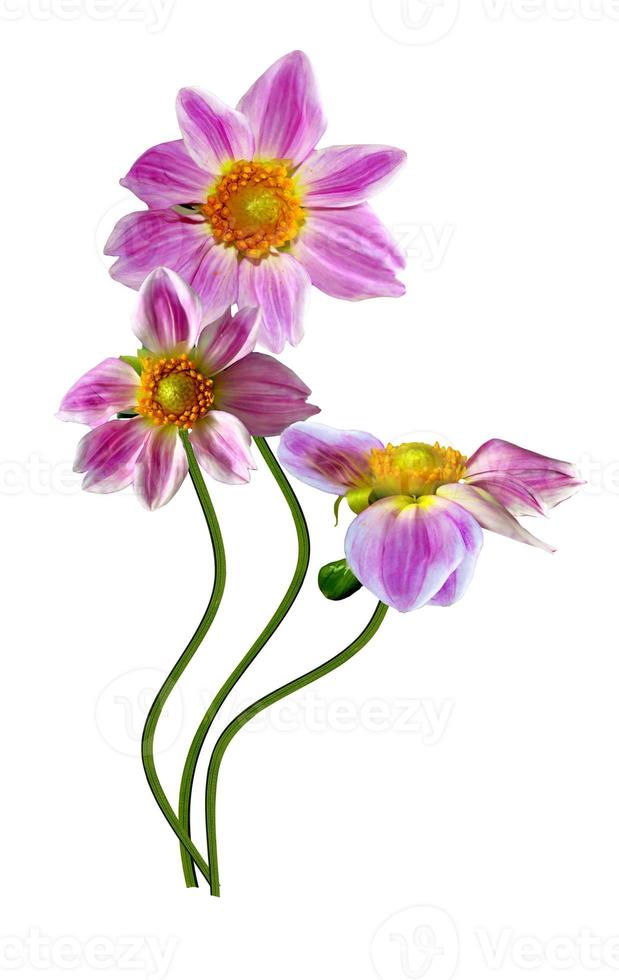dahlia bloem geïsoleerd op witte achtergrond foto
