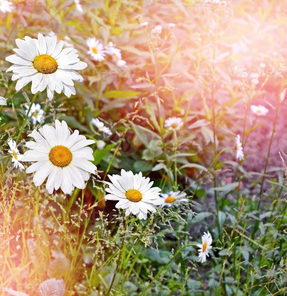 wilde bloemen madeliefjes. witte kamille bloemen foto