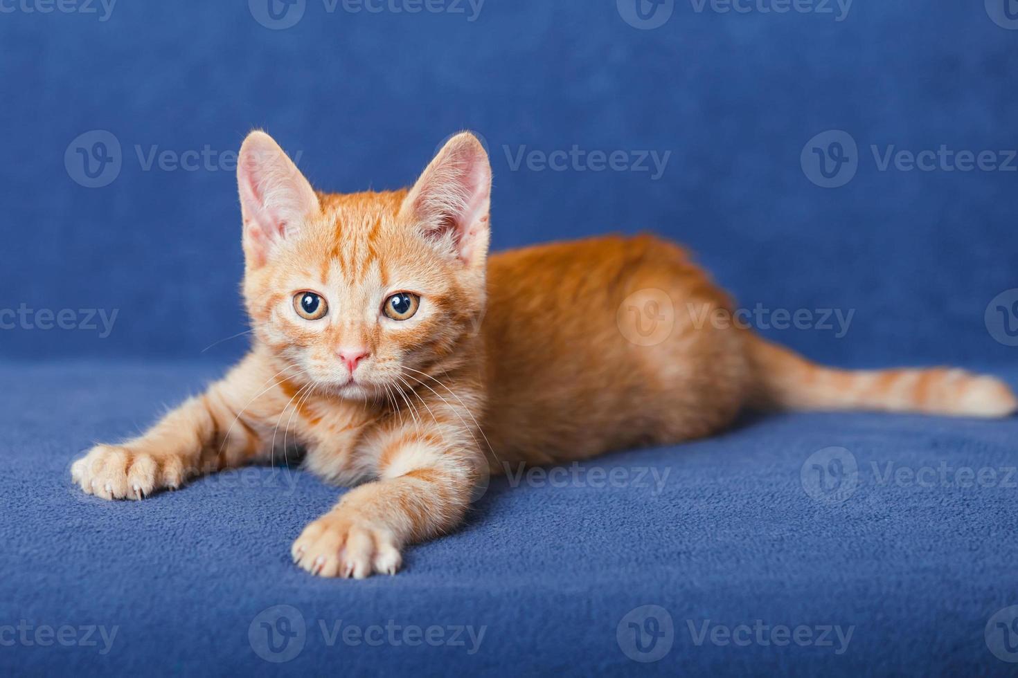 rode kitten op blauwe achtergrond foto