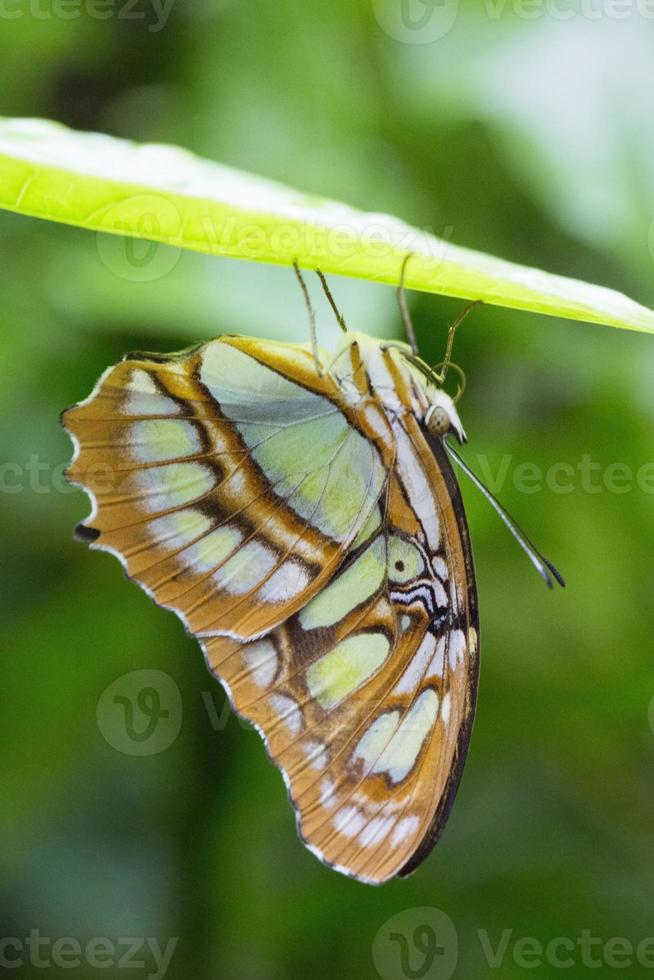 macro vlinder foto