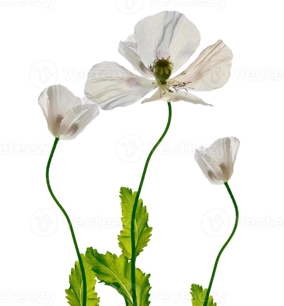 bloem klaprozen geïsoleerd op een witte achtergrond. foto