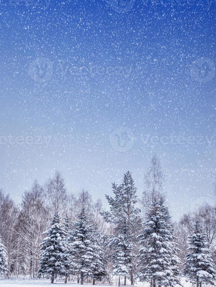 bevroren winterbos met besneeuwde bomen. foto